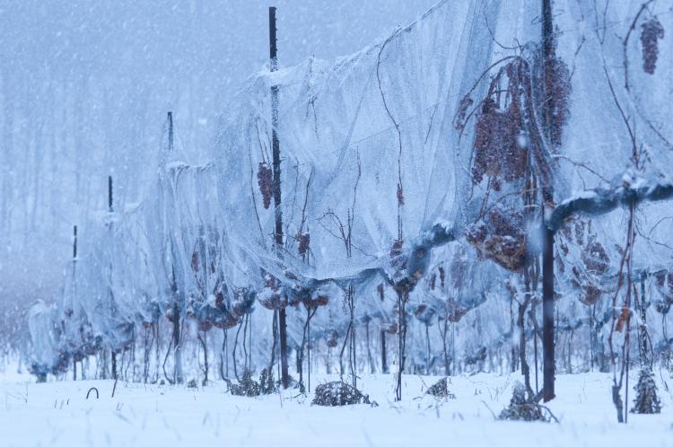 Winter in Ontario: Get Out and Play! winter vineyard 2 Ont Winter Expedia - Winter in Ontario: Get Out and Play!