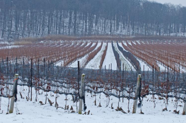 Winter in Ontario: Get Out and Play! winter vineyard Ont Winter Expedia - Winter in Ontario: Get Out and Play!
