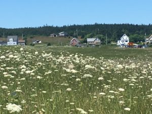 28 Pictures to Make You Return to Nova Scotia IMG 1896 300x225 - 28 Pictures to Make You Return to Nova Scotia